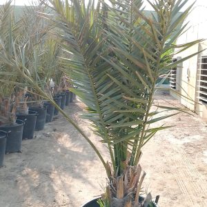 Phoenix dactylifera