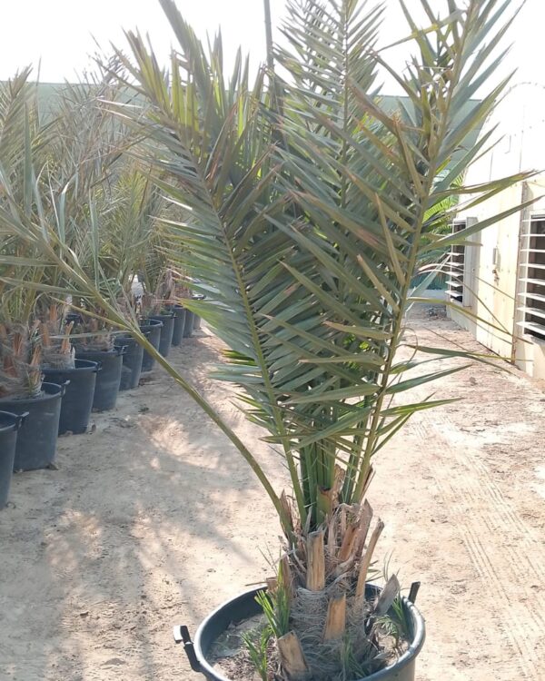 Phoenix dactylifera