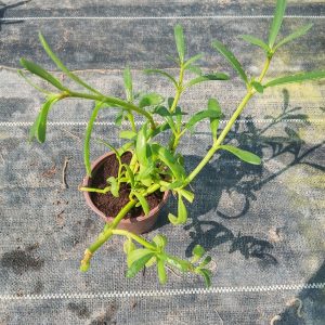 Sesuvium portulacastrum