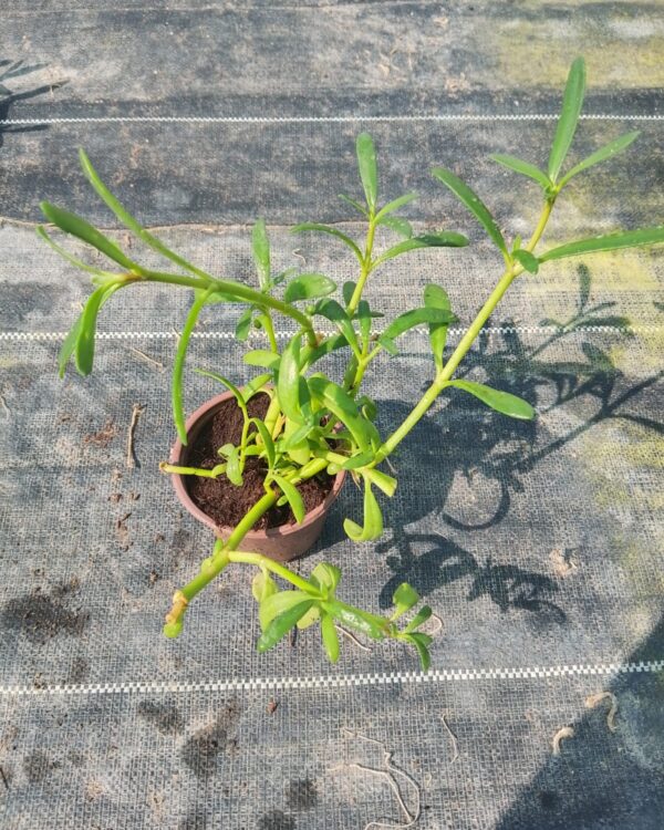 Sesuvium portulacastrum