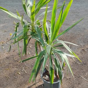 Yucca gigantea