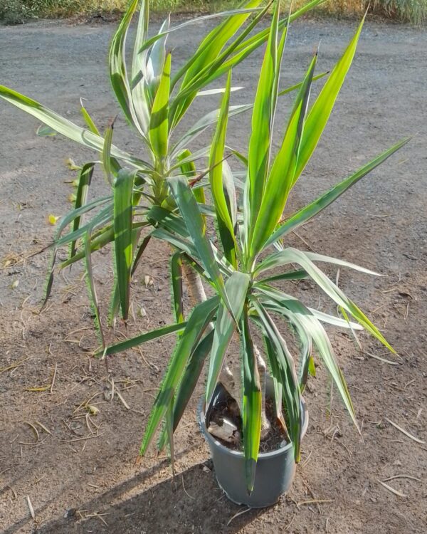 Yucca varieties