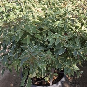 Bougainvillea miski