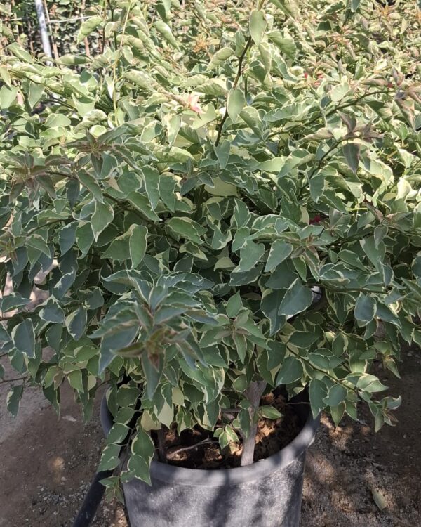 Bougainvillea variegata