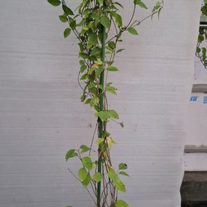 Clerodendrum thomsoniae