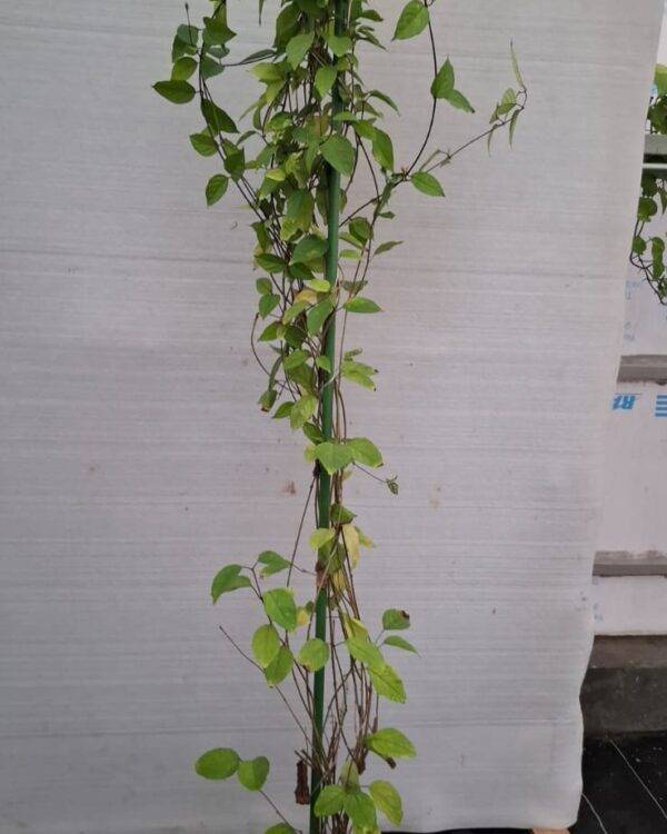 Clerodendrum thomsoniae
