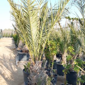 Phoenix dactylifera
