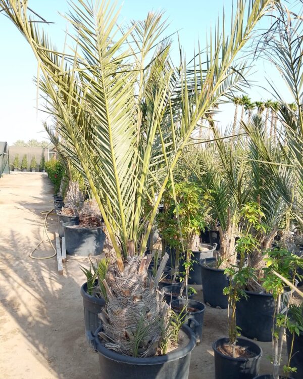 Phoenix dactylifera