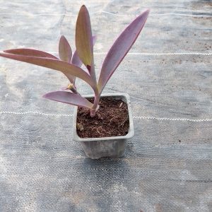 Setcreasea purpurea