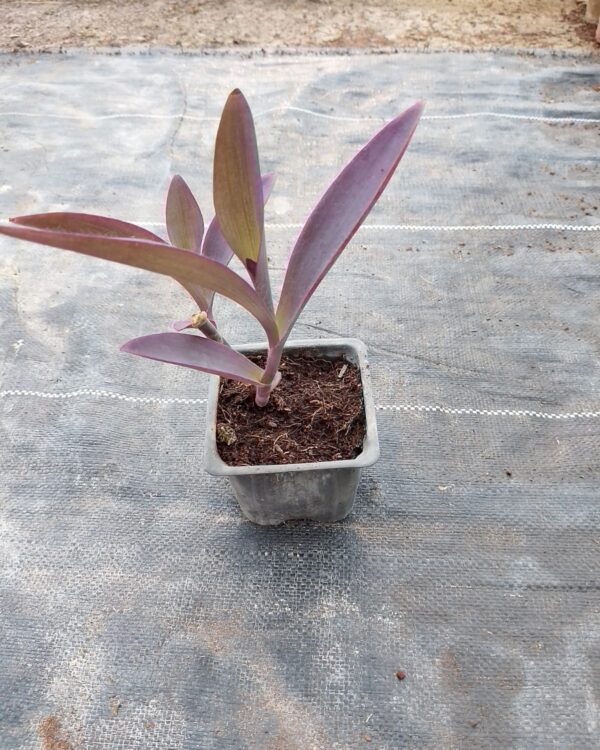 Setcreasea purpurea