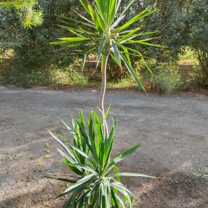 Yucca gigantea