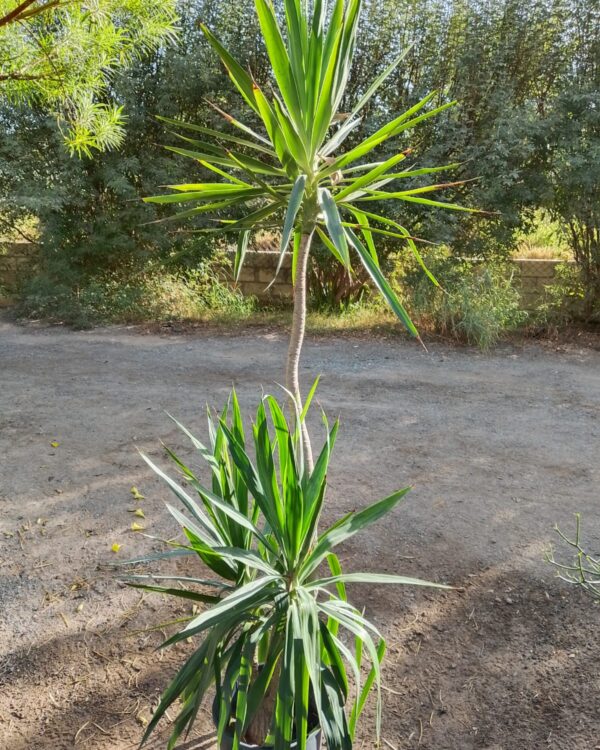 Yucca varieties