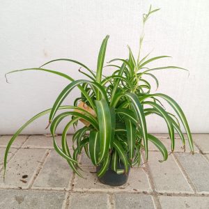 chlorophytum comosum