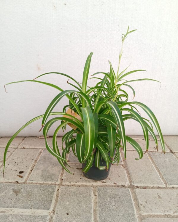 Chlorophytum comosum