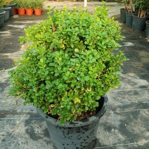 Buxus SEMPERVIRENS