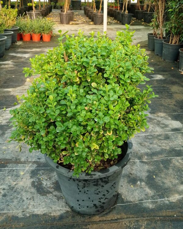 Buxus