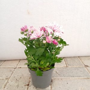Chrysanthemum