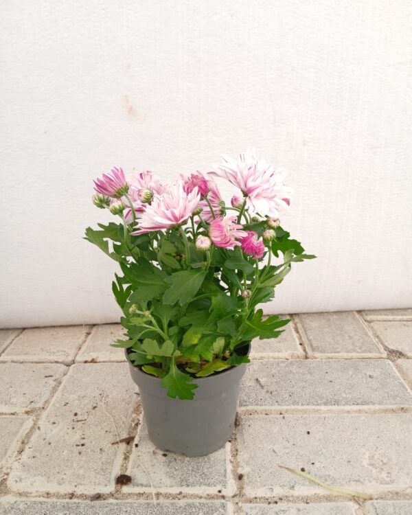 Chrysanthemum