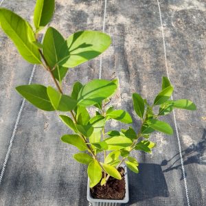 Clerodendrum inerme