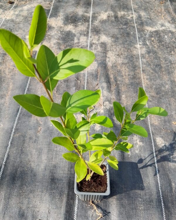 Clerodendrum inerme