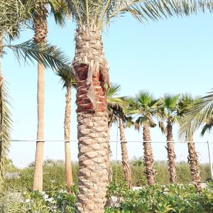 Phoenix dactylifera
