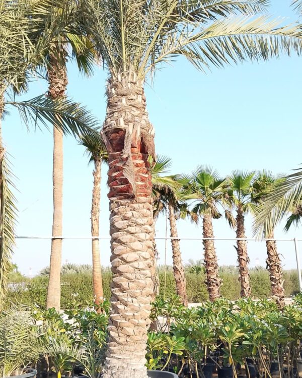 Phoenix dactylifera