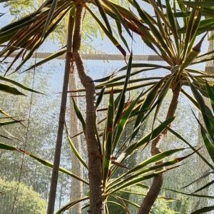 Yucca elephantipes variegata