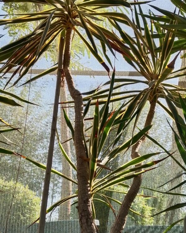 Yucca varieties