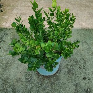 Carissa macrocarpa