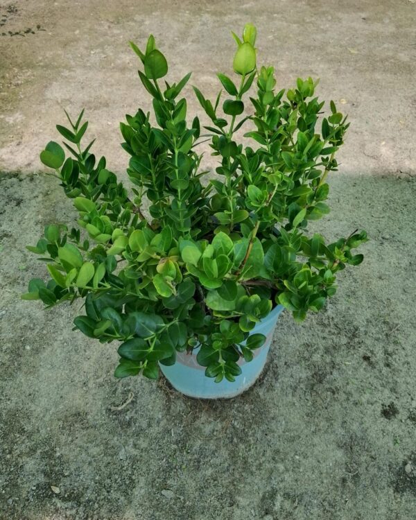 Carissa macrocarpa