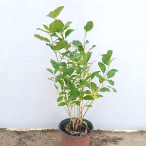 Clerodendrum inerme