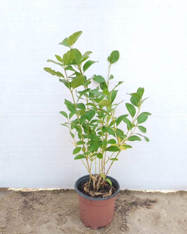 Clerodendrum inerme