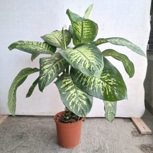 Dieffenbachia seguine