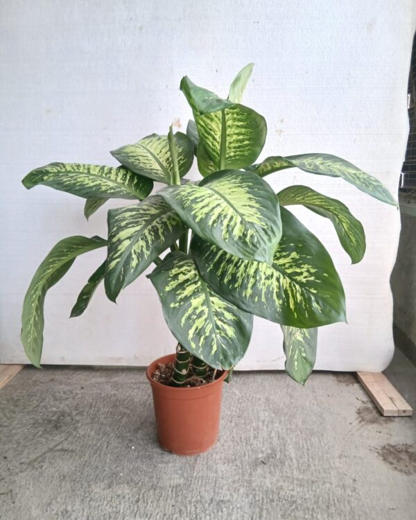 Dieffenbachia seguine