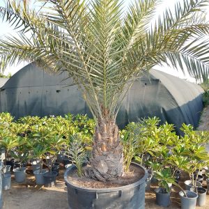 Phoenix dactylifera