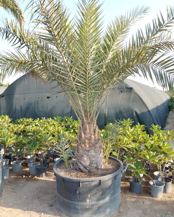 Phoenix dactylifera
