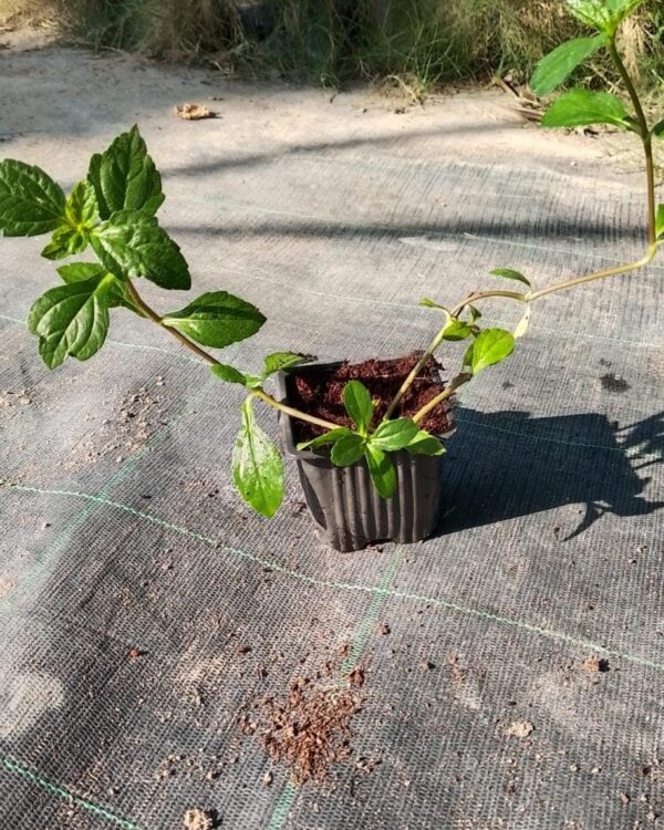Wedelia trilobata(Not ready)
