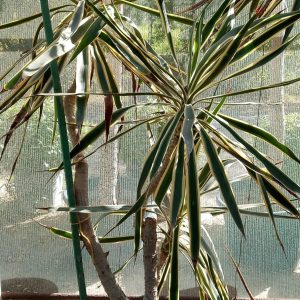 Yucca elephantipes variegata