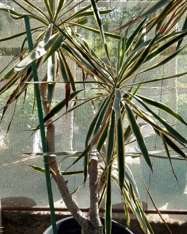 Yucca varieties