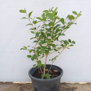 Clerodendrum inerme