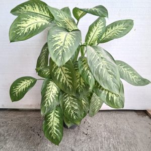 Dieffenbachia seguine