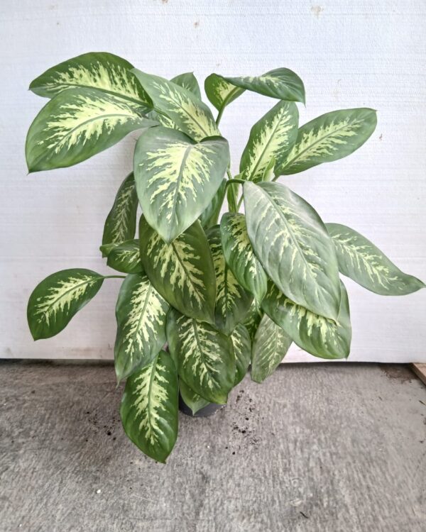 Dieffenbachia seguine