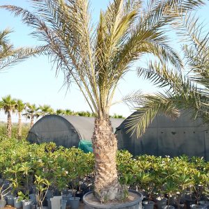 Phoenix dactylifera