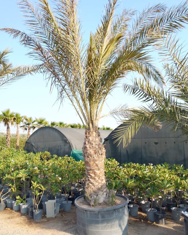 Phoenix dactylifera