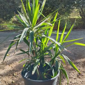 Yucca gigantea