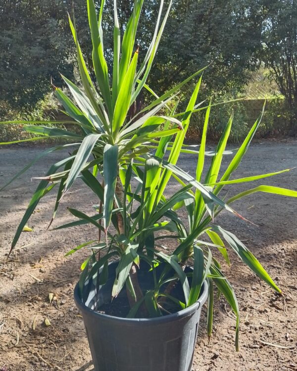 Yucca varieties