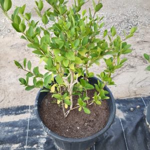Clerodendrum inerme