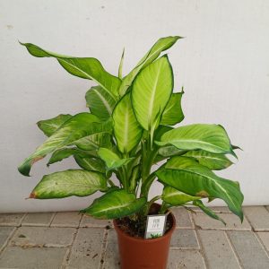 Dieffenbachia seguine