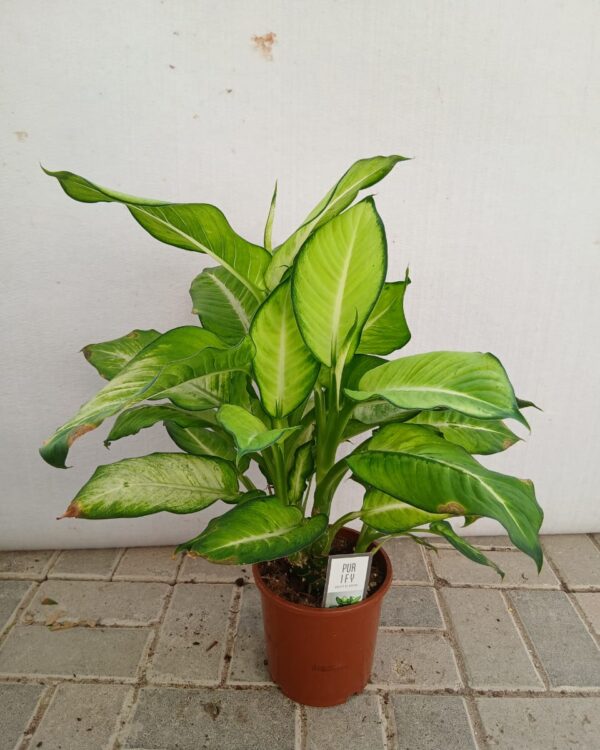 Dieffenbachia seguine