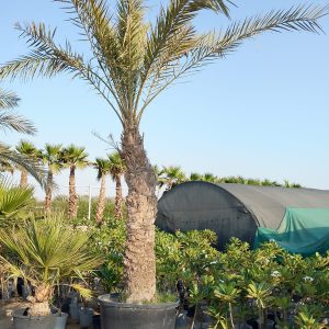 Phoenix dactylifera
